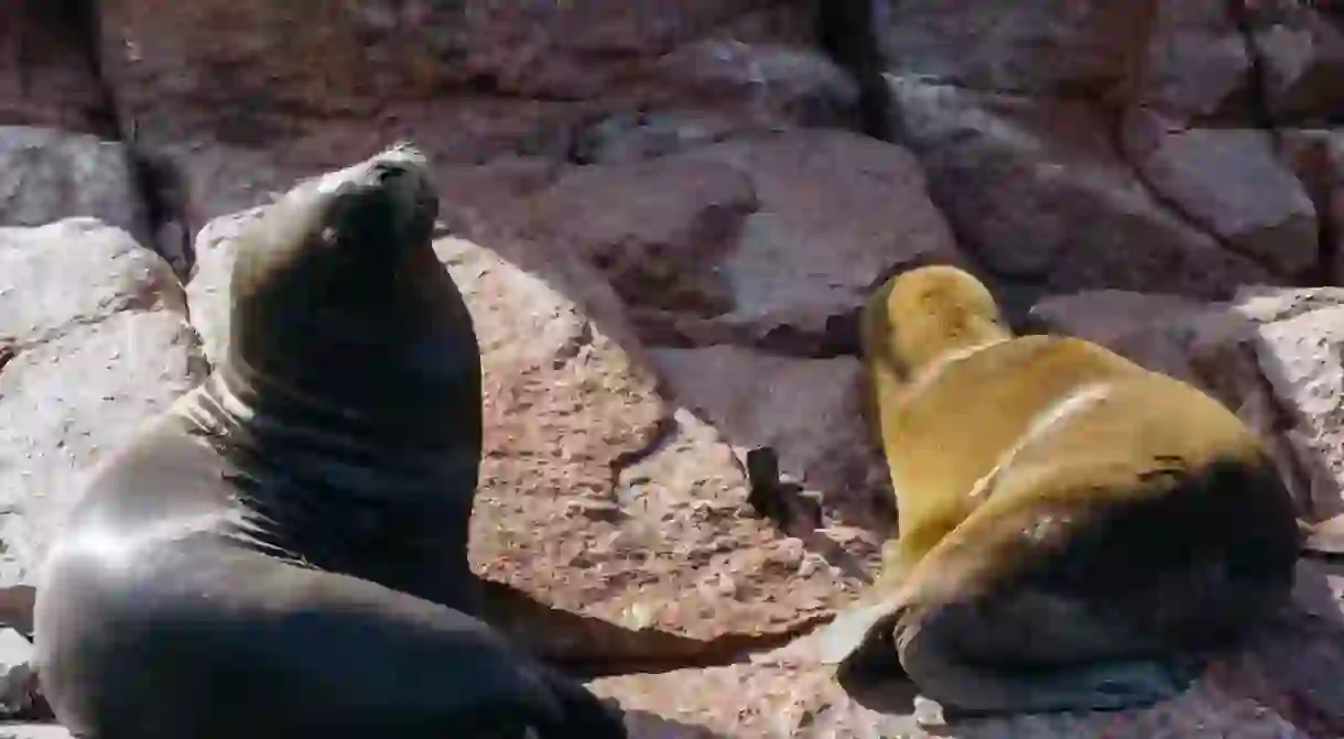 There are plenty of sea lions to be seen in Paracas