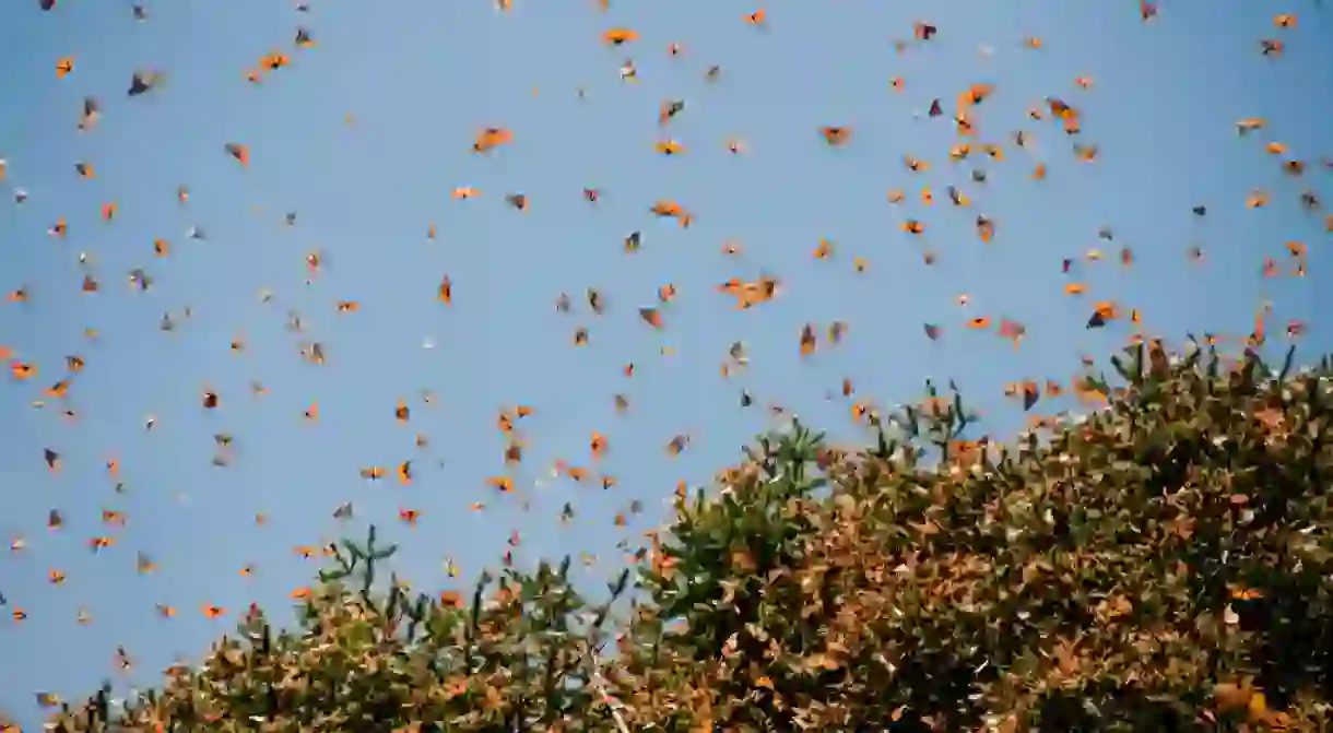 Monarch butterflies of Janitzio