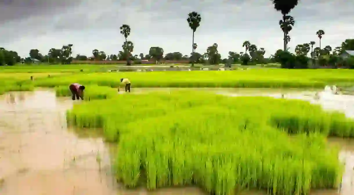 Cambodia is alive with colour during wet season