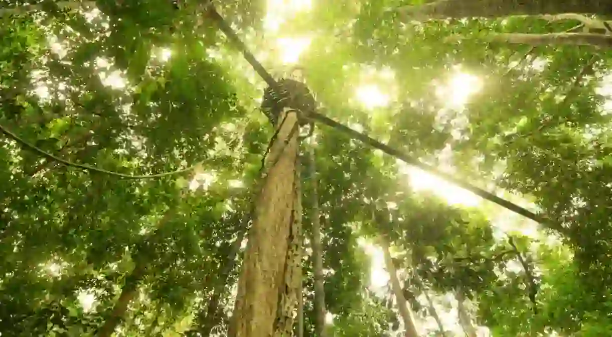 Canopy walk in Taman Negara