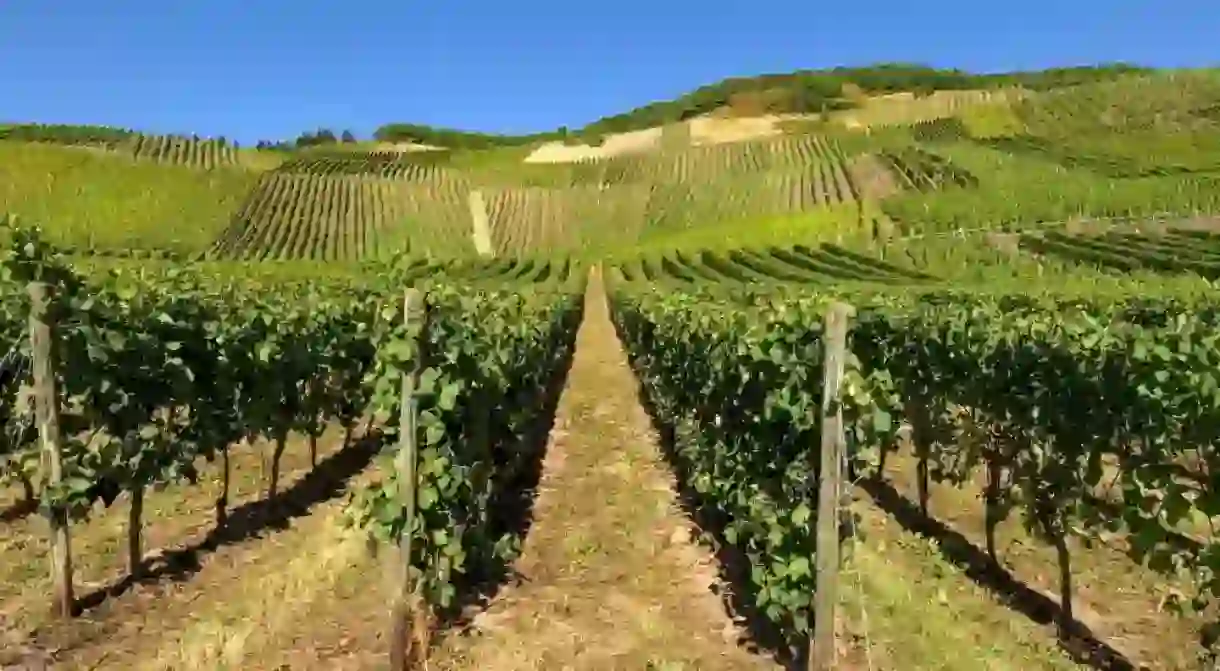 A Moselle vineyard