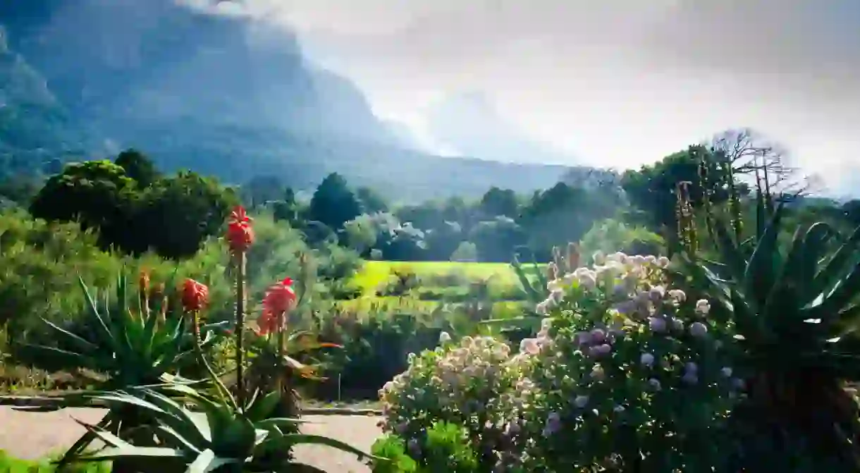 Kirstenbosch Botanical Gardens