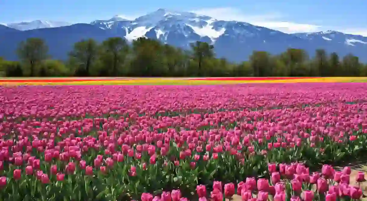 In bloom in British Columbia