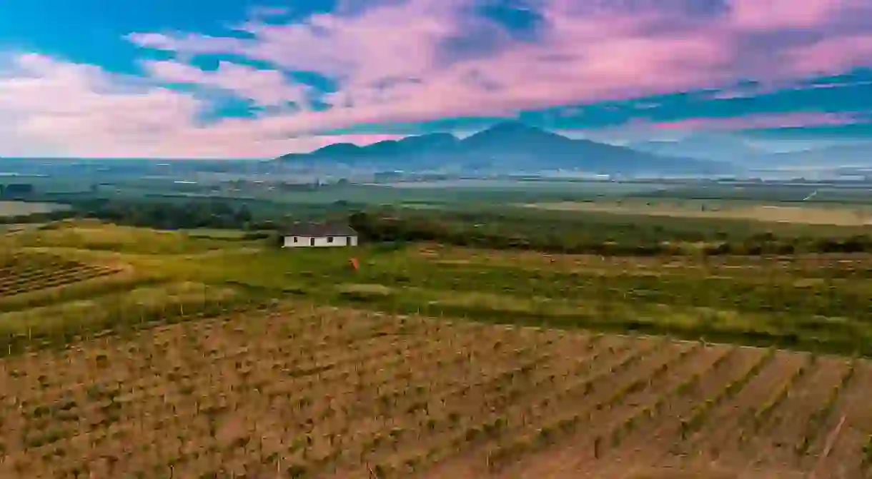 Vineyards in picturesque Tokaj, in south eastern Slovakia I