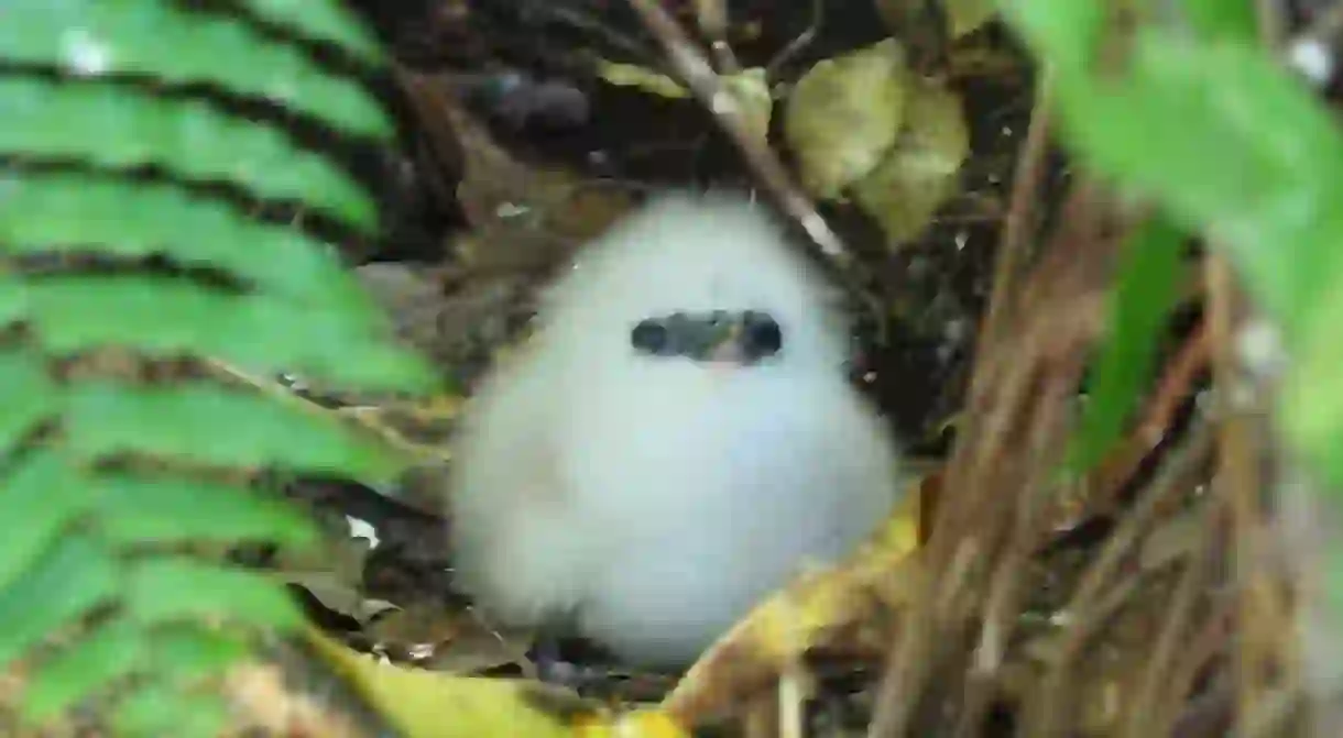 White Tropic Bird on Cousin Island, protected thanks to the work of Nature Seychelles