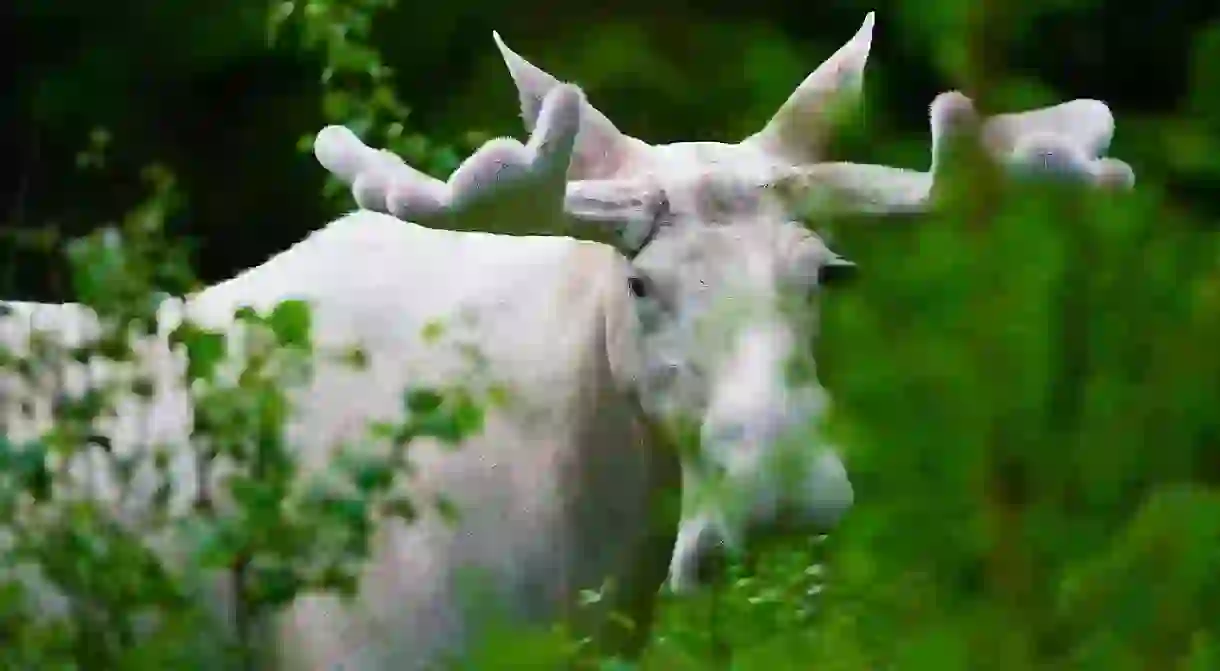  Swedish White Elk