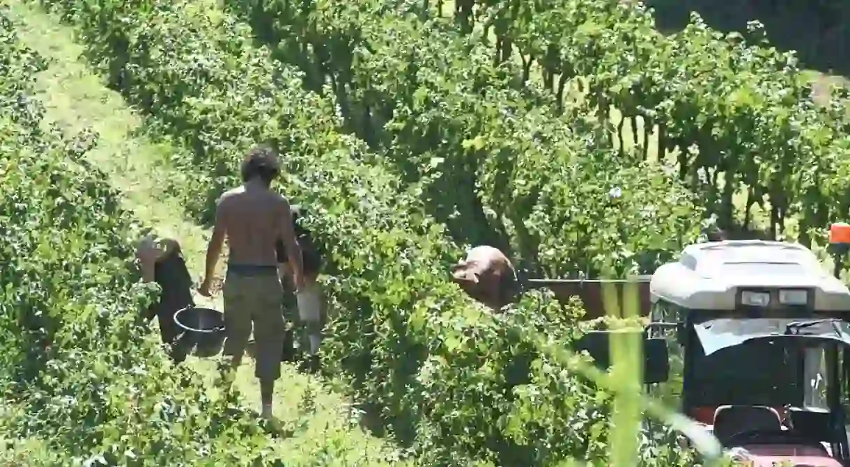 Wine harvest in Provence │