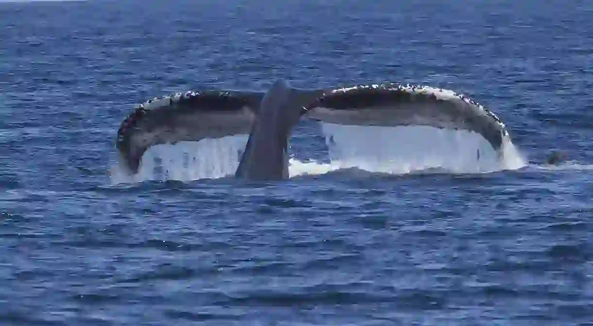 Humpback whale