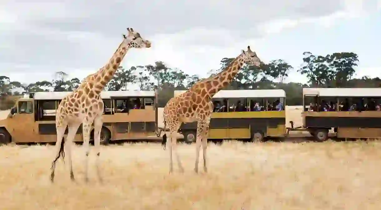 Safari tour bus with giraffe courtsey of Werribee Open Range Zoo