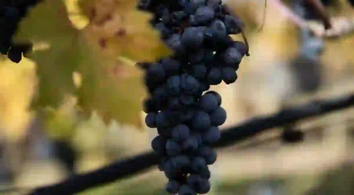 Shriveled wine grapes on the vine