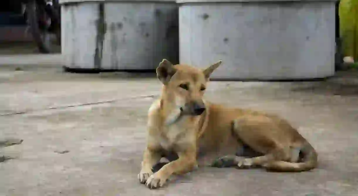 A local street dog