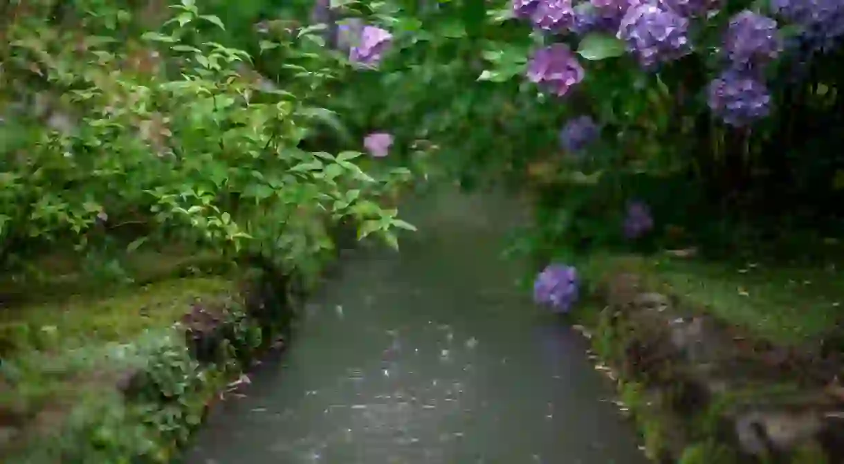 Hydrangeas in bloom in early summer