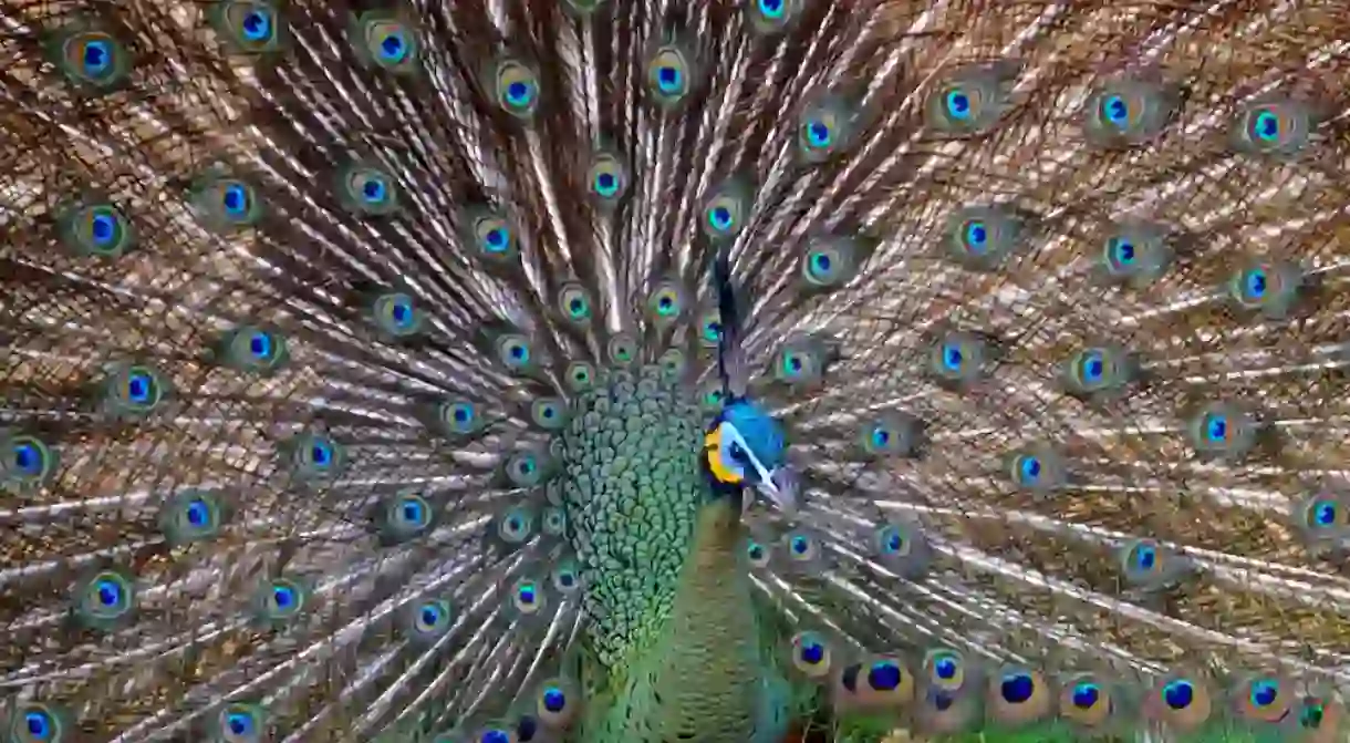 A peacock at Chiang Mai Zoo