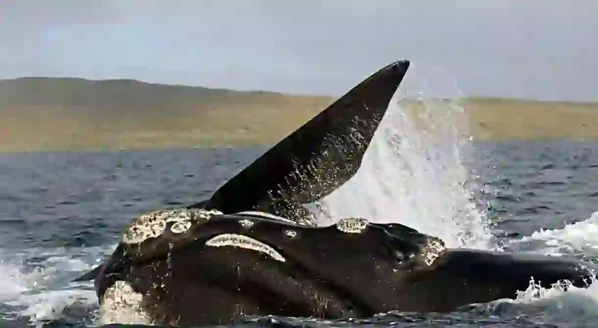 Southern right whale