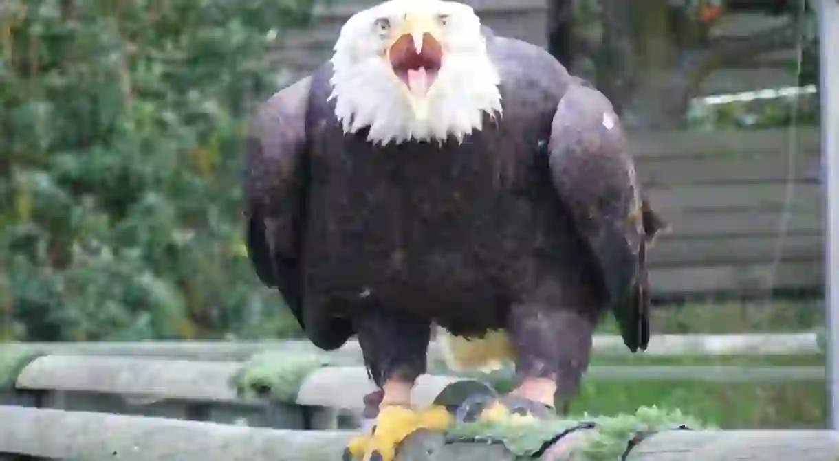 A bald eagle