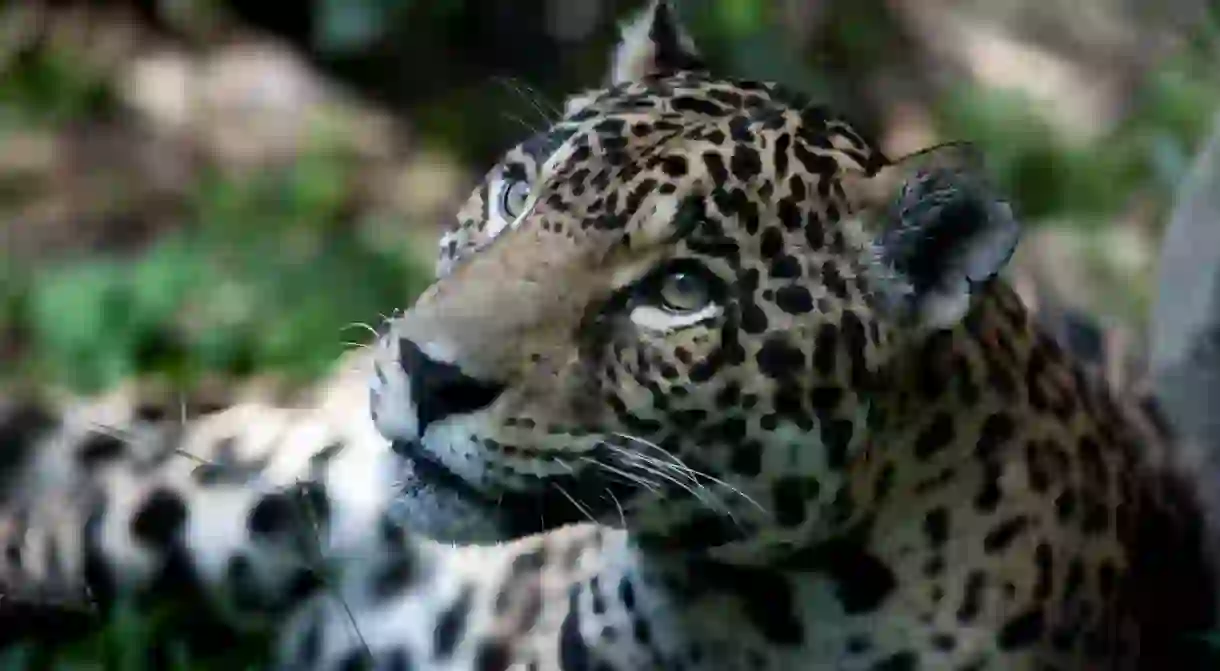 Jaguar