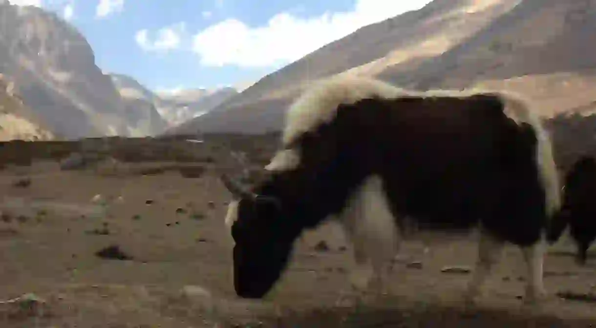 A grazing yak