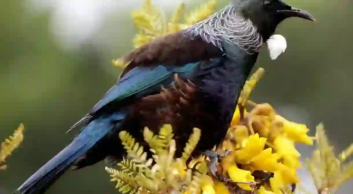 Tui on a Kowhai Tree