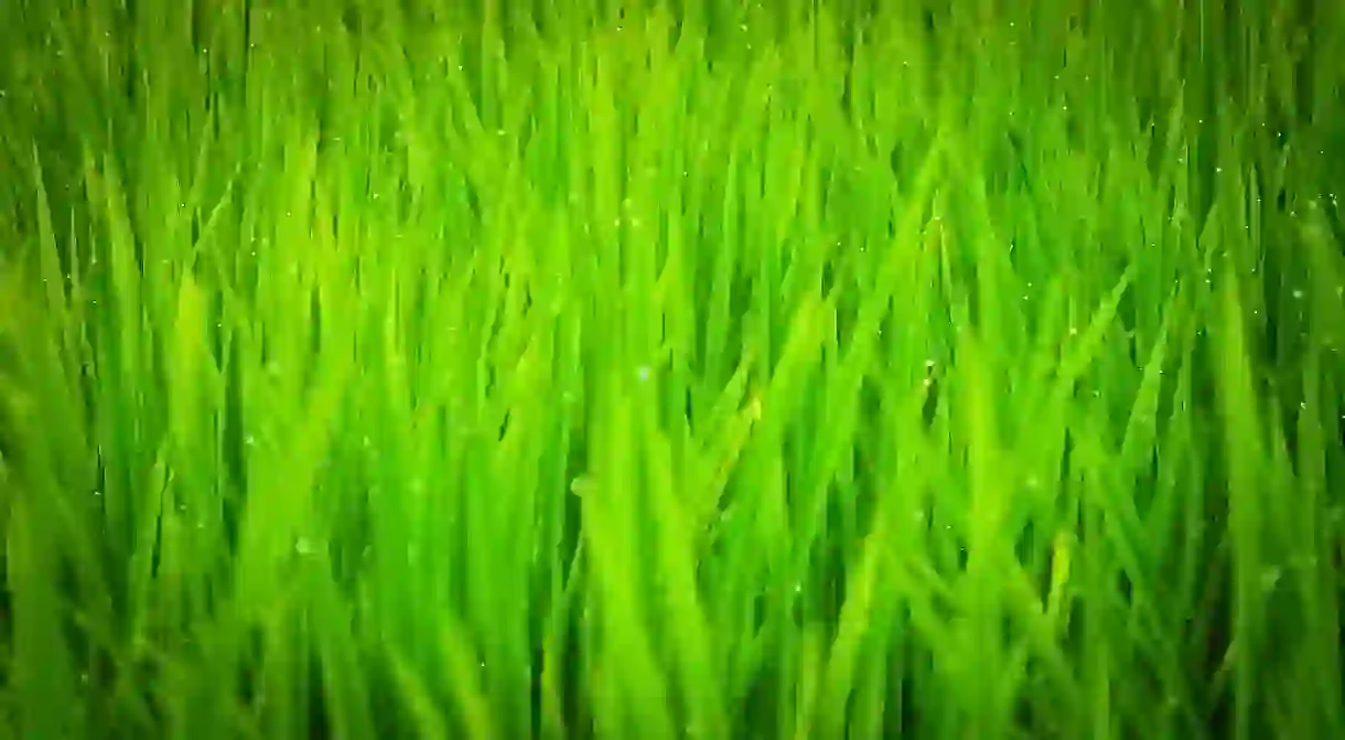 A rice field