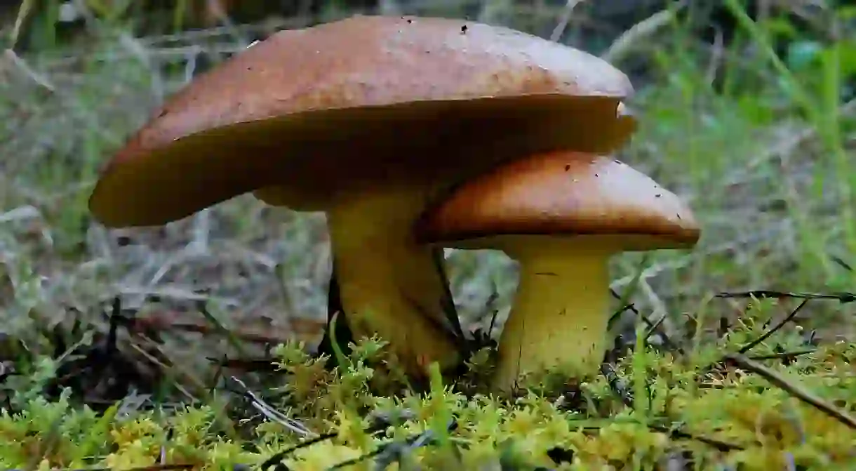 Boletus