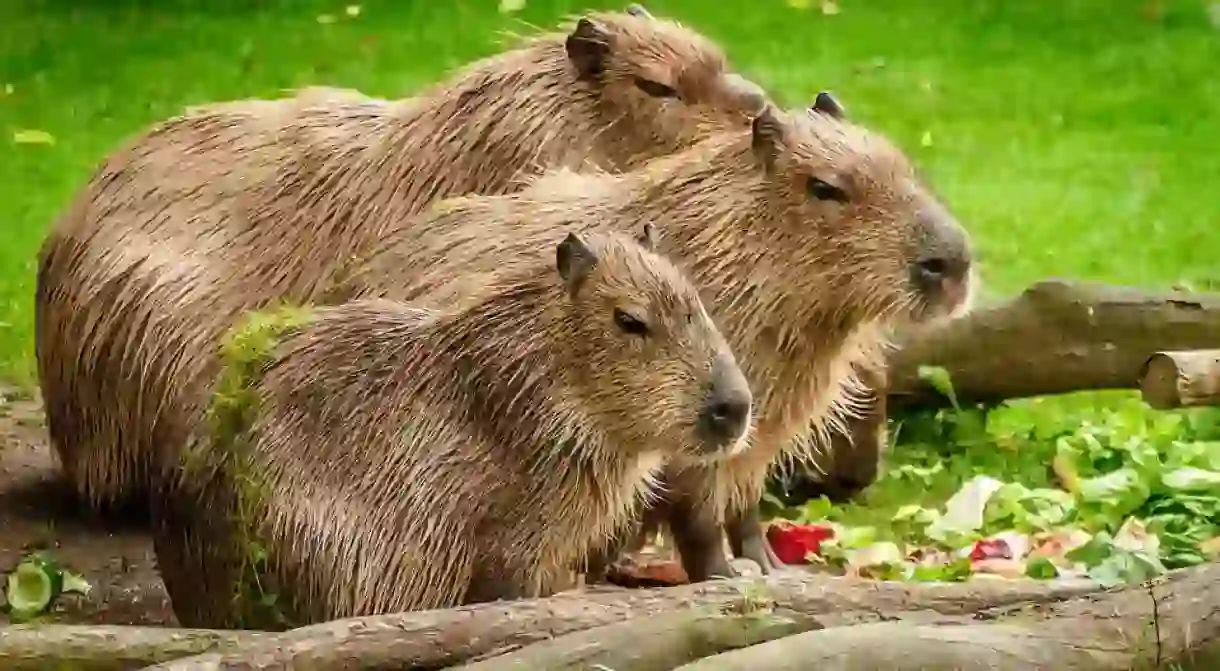 Capybaras