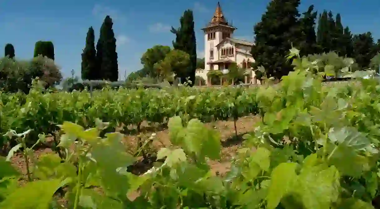 Tempranillo vineyards in Castillo y Leon, Spain. Photo