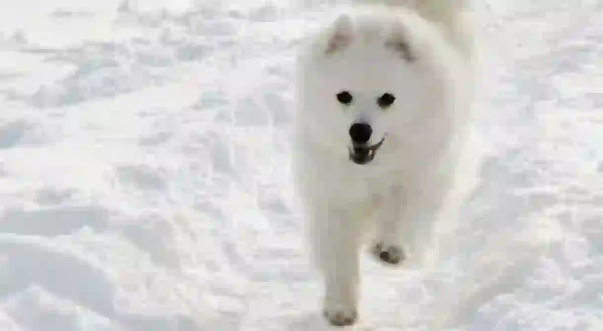 Winter in Sweden includes dog sledding