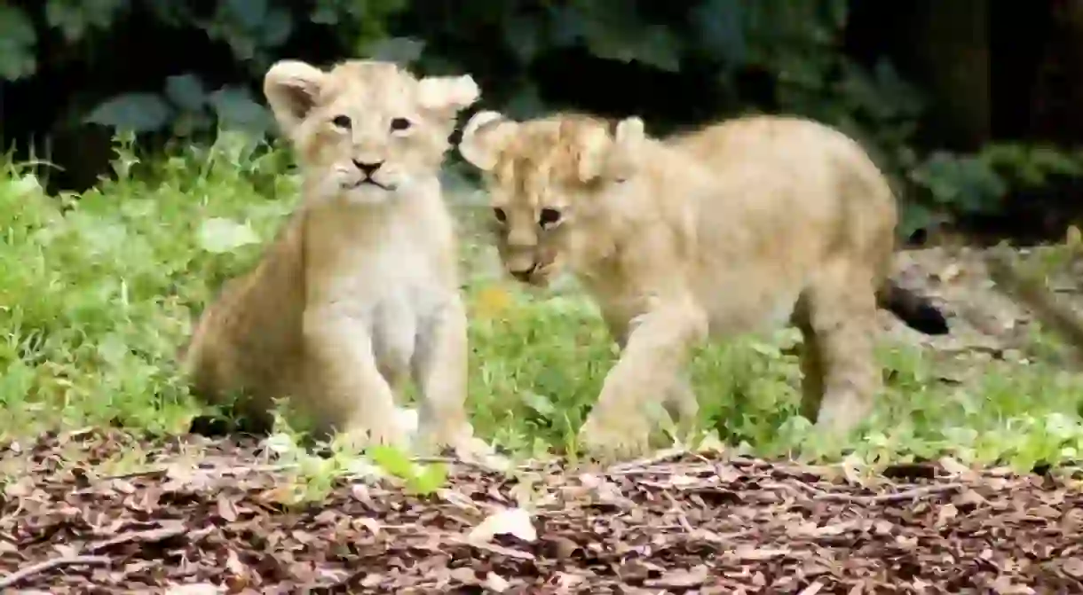 Lion cubs at ZSL London Zoo