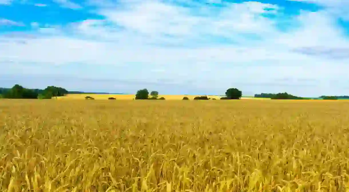 Ukrainian wheat fields