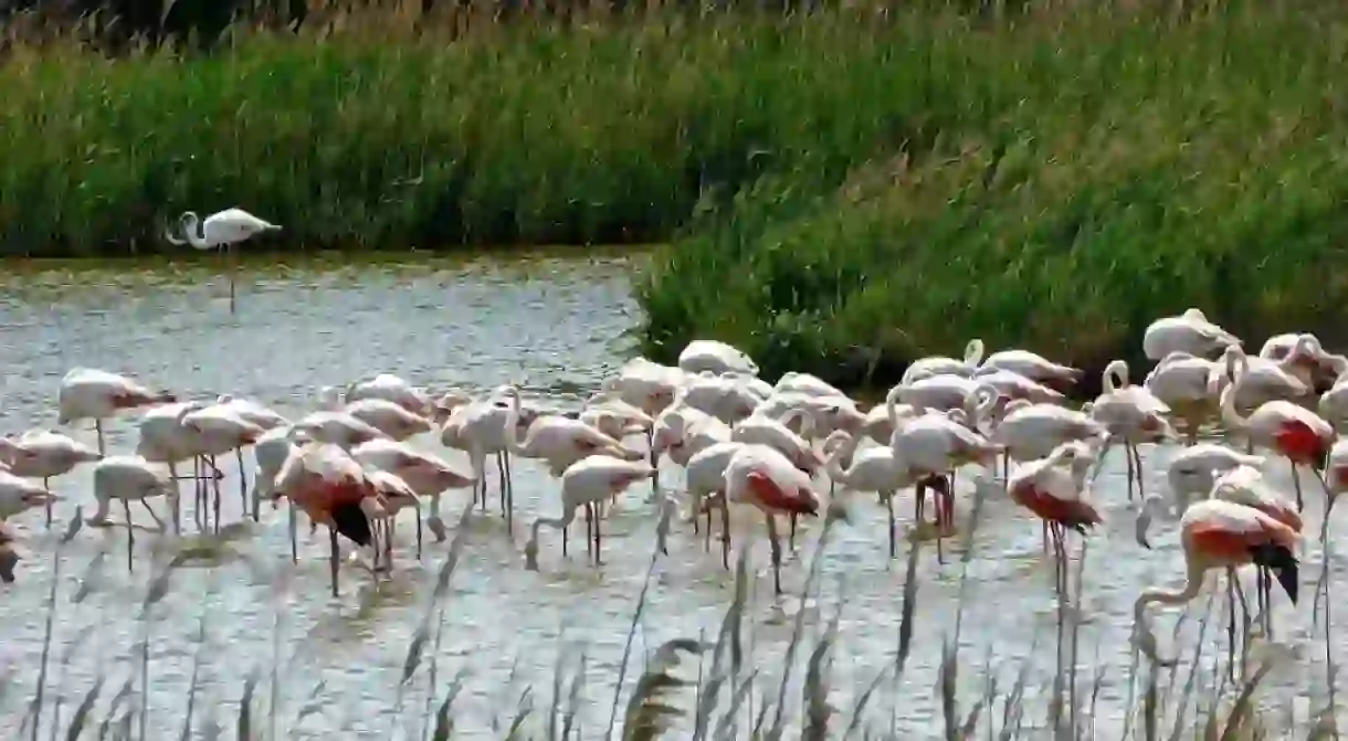 Flamingos, India