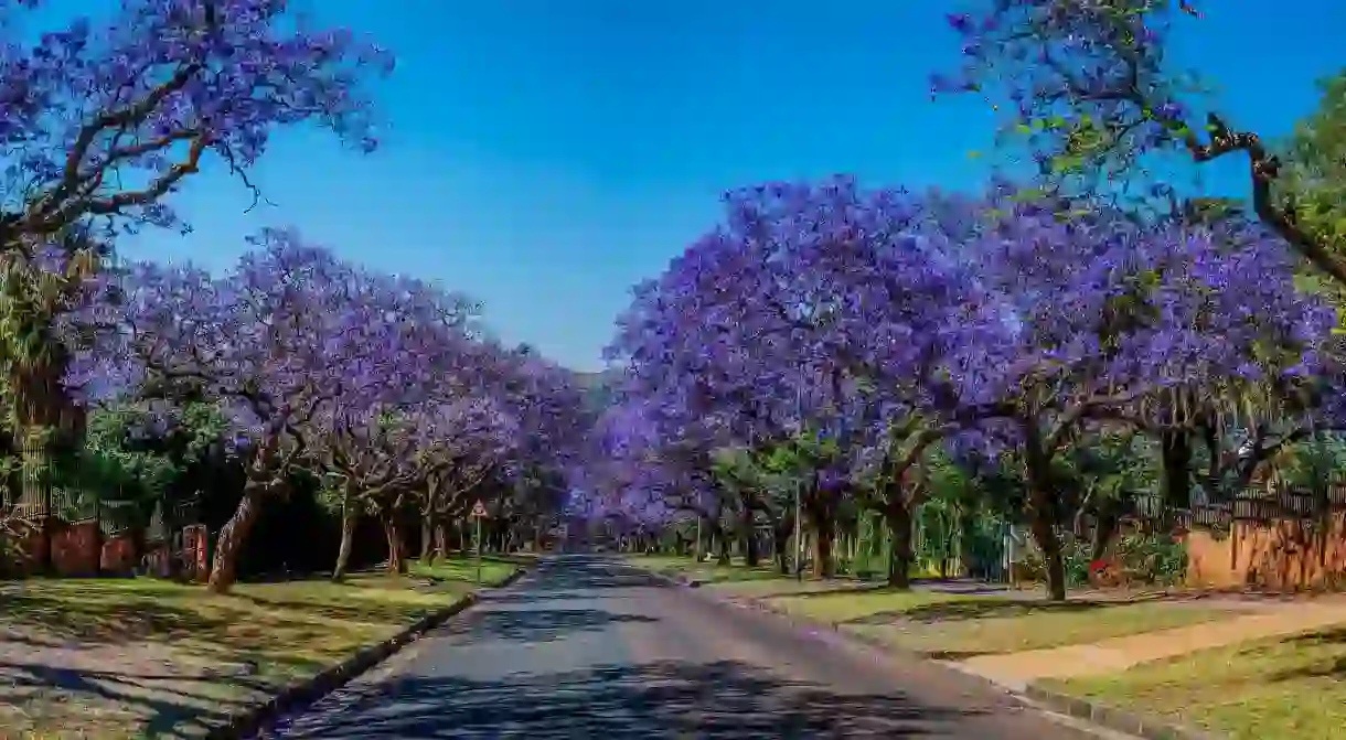 The Jacaranda City