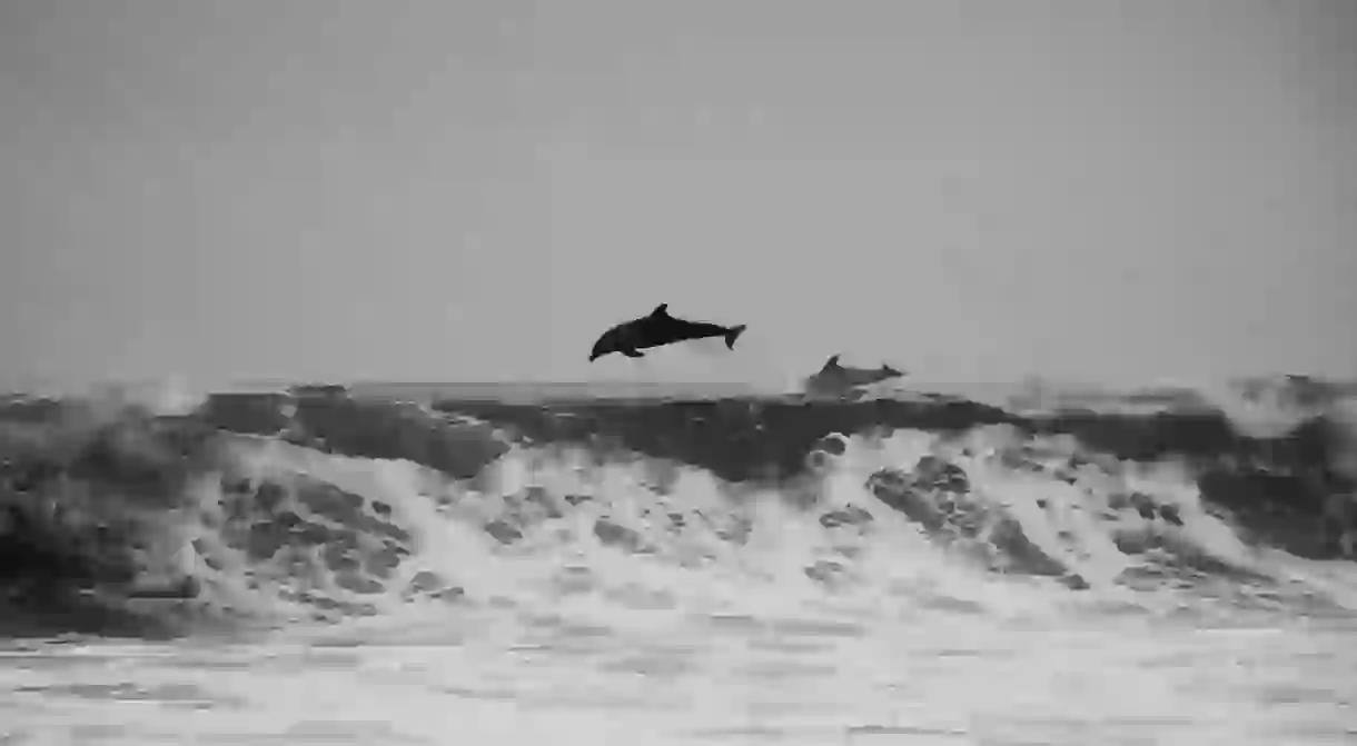 Dolphins jumping