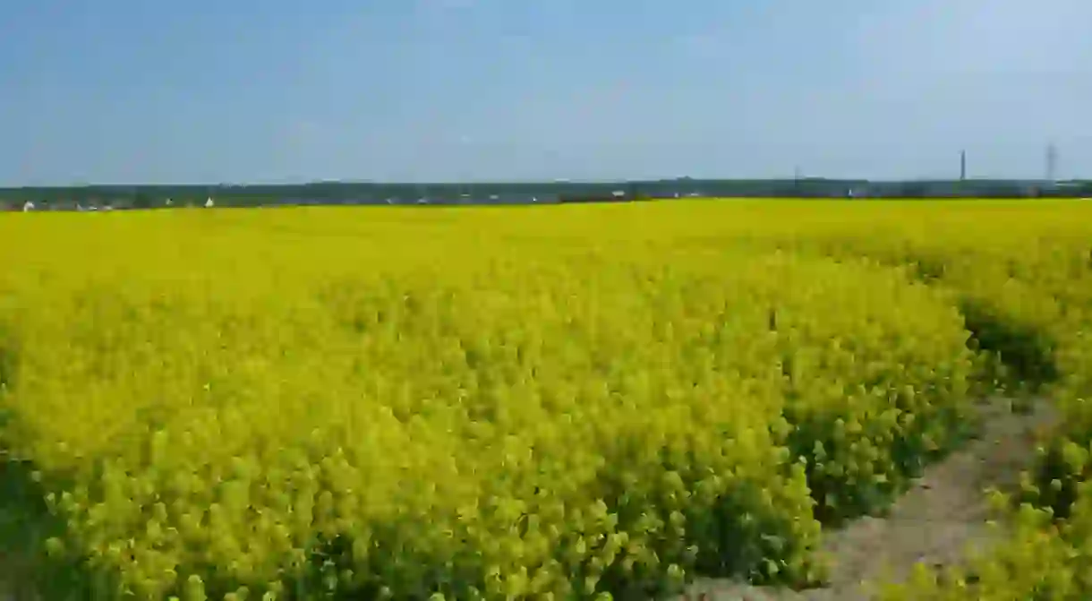 Yellow fields of charming Kokoszkowy