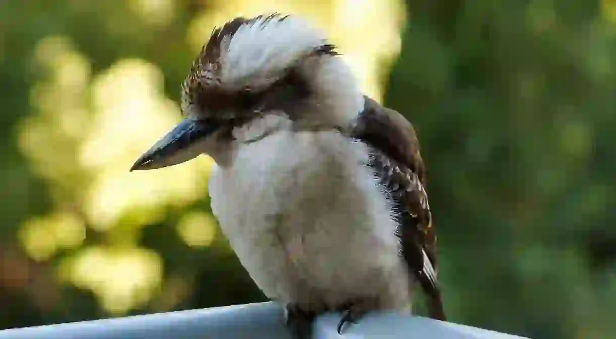 Kookaburra