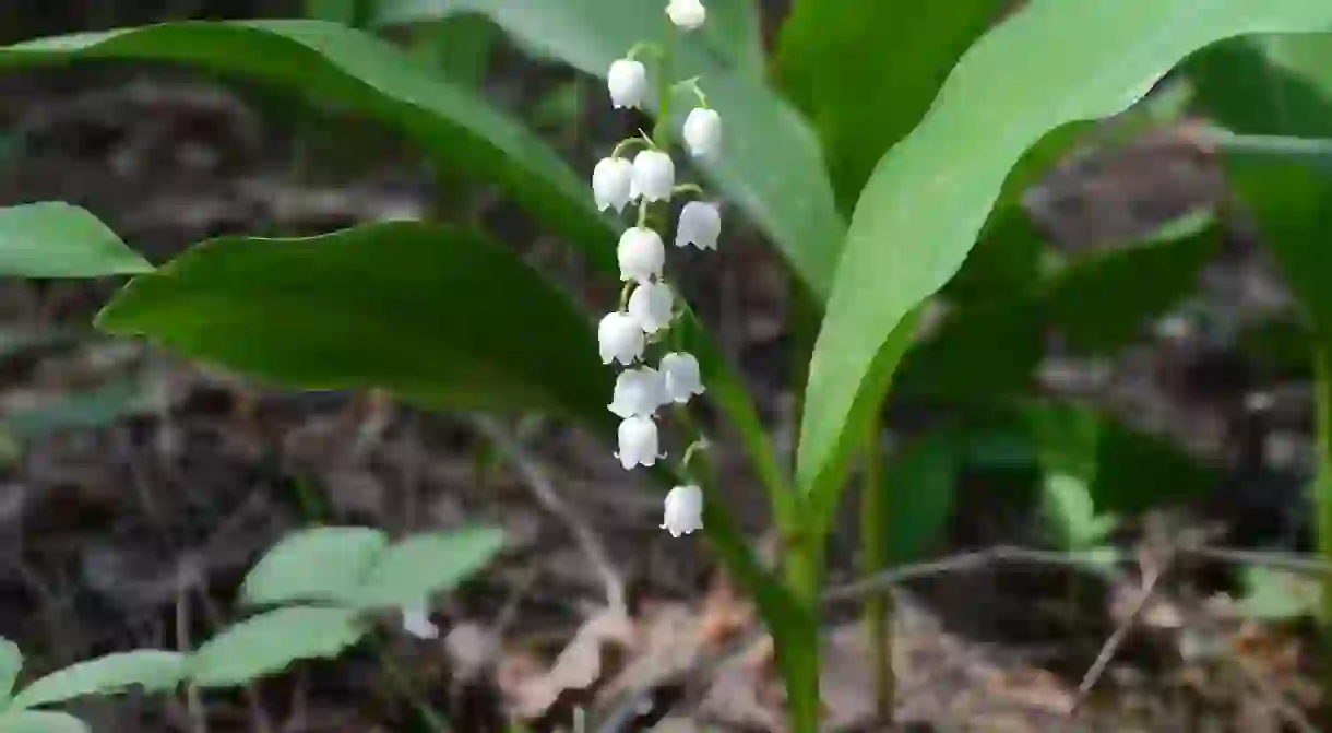 Lily of the Valley