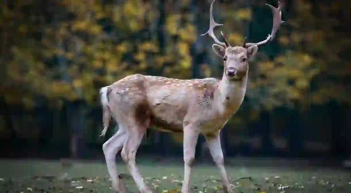 https://pixabay.com/en/nature-roe-deer-forest-fallow-deer-2634729/