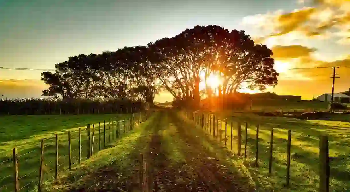 Rural New Zealand Landscape