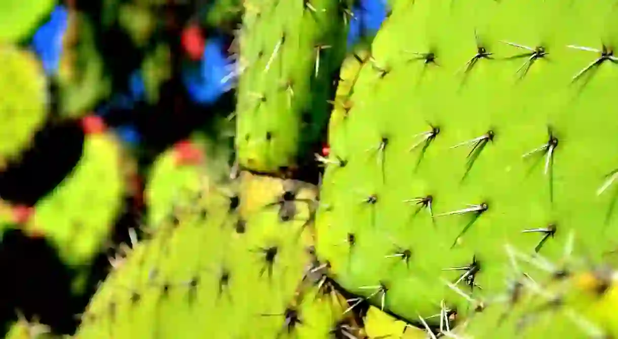 Nopal cactus / flickr