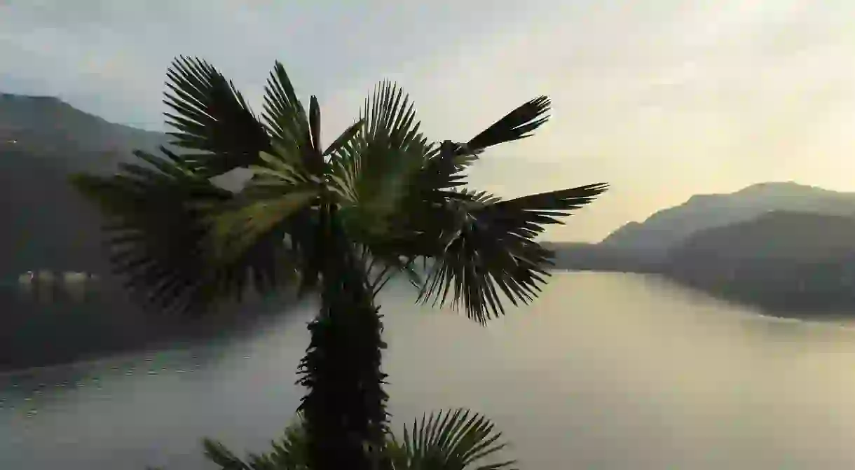 Ticino, palm trees and all