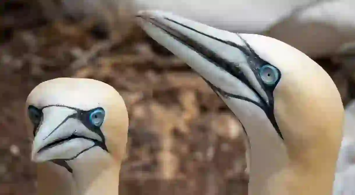 Northern Gannets, Quebec