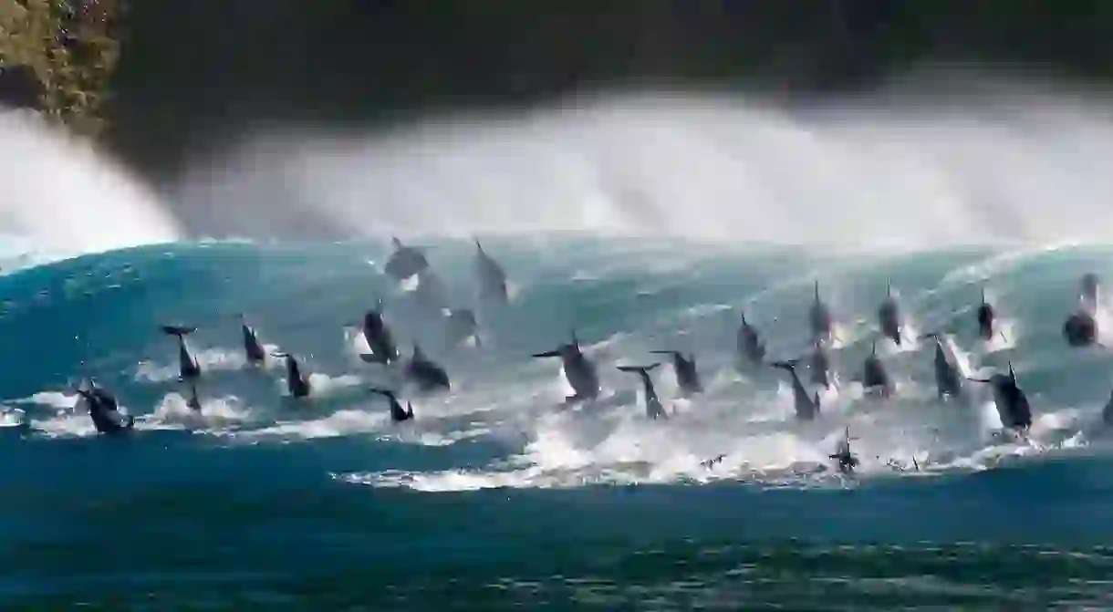 Surfing dolphins