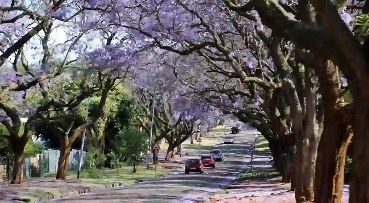 Jacarandas line the streets of Pretoria