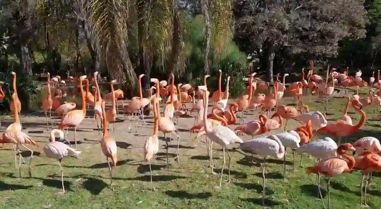 Pink flamingos at the Pretoria Zoo