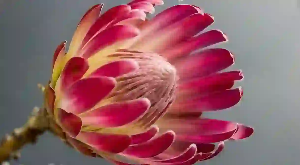 The protea comes in many shapes and sizes