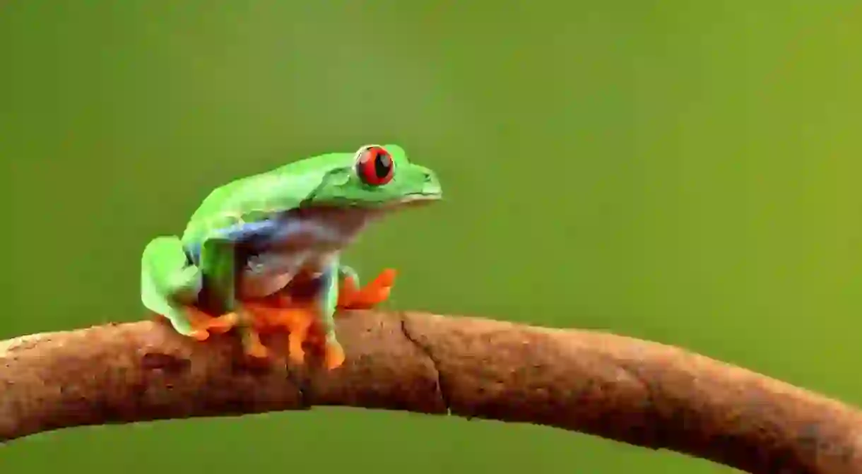 Rainforest mascot