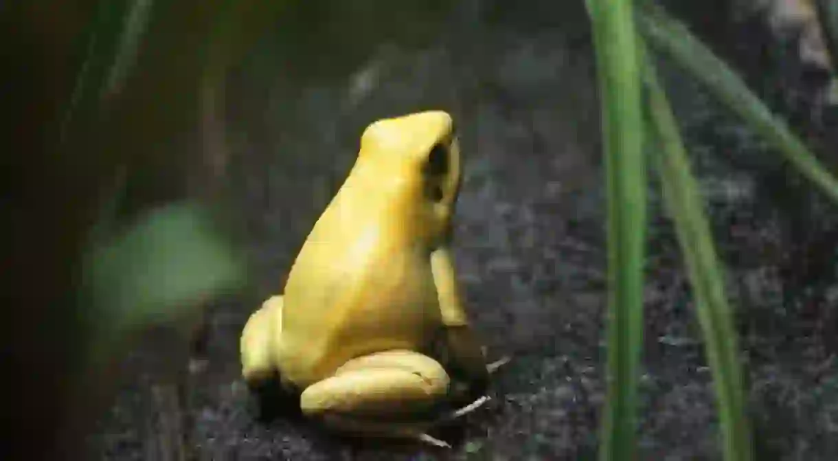 Golden frog