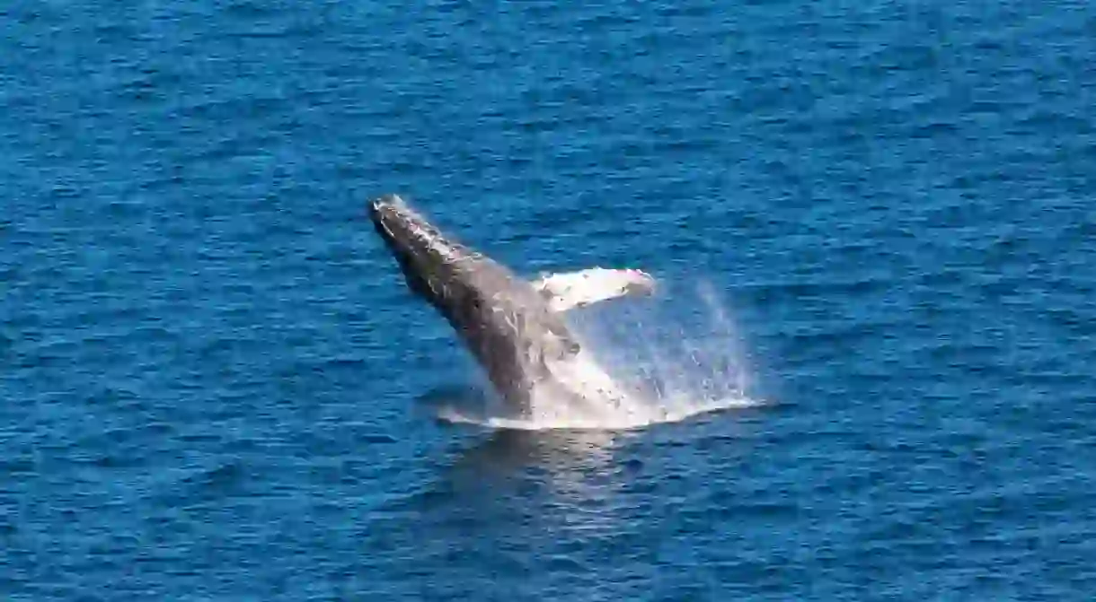 Breaching Humpback whale in Baja California, Mexico