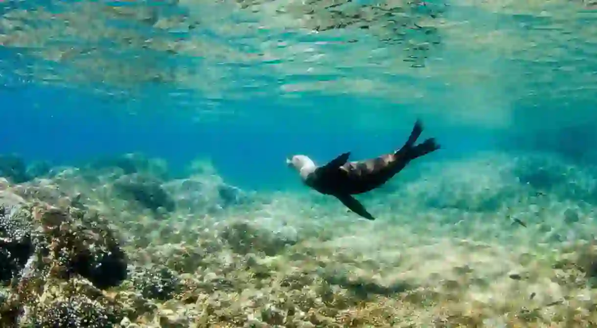 Californian sea lion off the coast of Isla Espíritu Santo, Baja California Sur