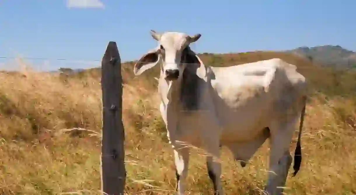 White Bull on a Guanacaste farm