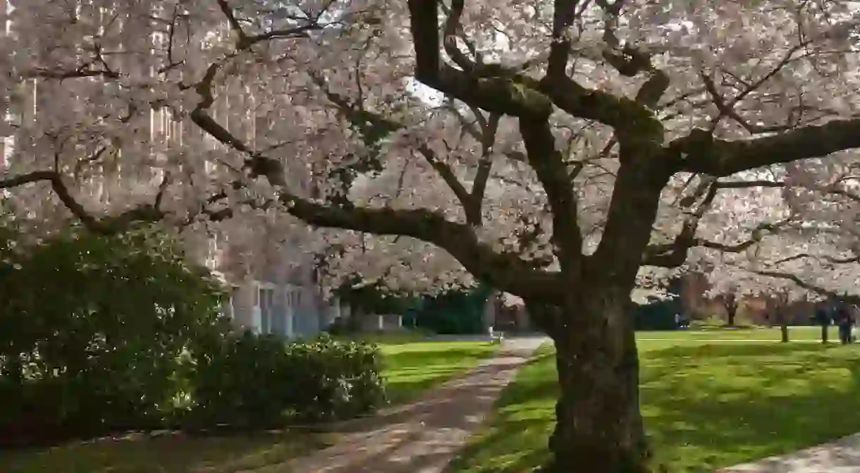 University of Washington Quad